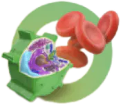 Иконка лейкоцитов